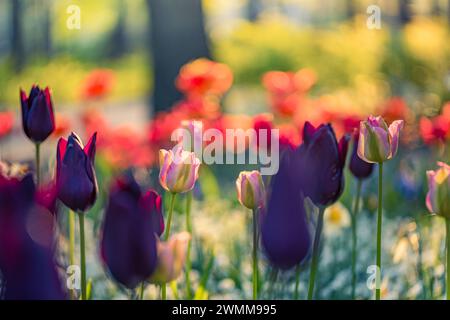 Wunderschöne farbenfrohe Tulpen auf unscharfer, sonniger Naturlandschaft. Hell blühende Tulpen Blumenpanorama Frühling Natur Liebe. Romantische Blumenblüte Stockfoto