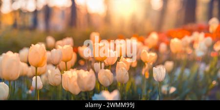Wunderschöne farbenfrohe Tulpen auf unscharfer, sonniger Naturlandschaft. Hell blühende Tulpen Blumenpanorama Frühling Natur Liebe. Romantische Blumenblüte Stockfoto