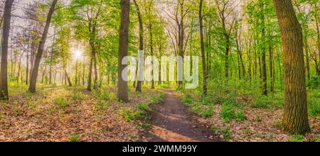 Schöner Waldweg Panoramablick mit heller Sonne durch Bäume. Friedlicher Blick auf den grünen Quellwald. Frische Laubwälder Natur Stockfoto