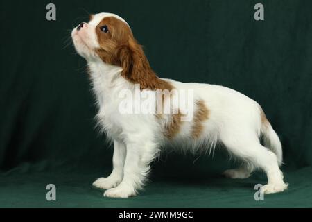 Niedlicher Kavalier King Charles Spaniel Welpe auf dunklem Hintergrund Stockfoto