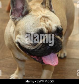 Bezauberndes Nahaufnahme-Farbporträt einer kitzfarbigen französischen Bulldogge auf verschwommenem hölzernem Hintergrund. Konzept für süß, glücklich, süß, liebenswert Stockfoto