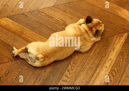 Top-Down-Porträt einer kitzfarbenen französischen Bulldogge auf Holz, die auf einem Holzboden liegend und entspannend gesehen wird Stockfoto