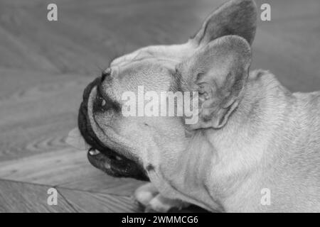 Nahaufnahme des schwarz-weißen Profils einer französischen Bulldogge auf Holz Stockfoto