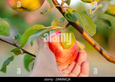 Die Hand einer Frau pflückt einen Reifen roten Apfel, der auf einem Apfelbaum in einem Obstgarten wächst. Obsternte. Stockfoto