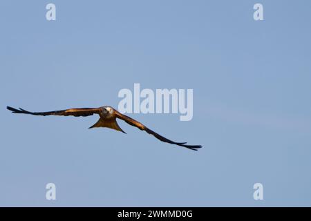 Ein roter Drachen (Milvus milvus), der gegen einen klaren blauen Himmel fliegt Stockfoto