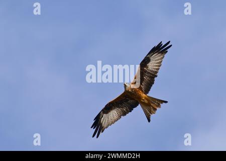 Ein roter Drachen (Milvus milvus), der gegen einen klaren blauen Himmel fliegt Stockfoto