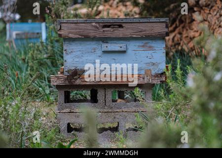 Honigwaben, Wald La Mola, Formentera, Pitiusas-Inseln, Balearische Gemeinschaft, Spanien Stockfoto