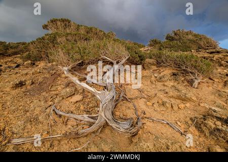 sabina vom Wind gequält, Es Caló des Mort, Formentera, Pitiusas-Inseln, Balearen, Spanien Stockfoto
