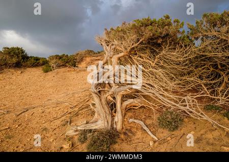sabina vom Wind gequält, Es Caló des Mort, Formentera, Pitiusas-Inseln, Balearen, Spanien Stockfoto
