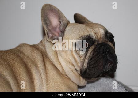 Unsichere, freche französische Bulldogge, die rückwärts blickt und Hautfalten verursacht, mit einem verwirrten Ausdruck auf ihrem Gesicht ausdrucksstarker Hund Stockfoto