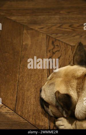 Porträt einer kitzfarbenen französischen Bulldogge, die auf einem Holzboden in der Ecke mit Kopierraum liegt. Süßes Haus, Zuhause Einstellung Französisch Bulldogge Hintergrund Stockfoto