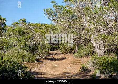 Can Marroig Public Estate, Formentera, Pitiusas Inseln, Balearische Gemeinschaft, Spanien Stockfoto