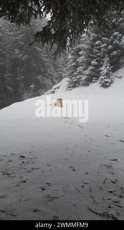 Goldener Retriever-Hund, der im frisch gefallenen Schnee auf einem Berghang in den alpen liegt, inmitten von frostigen Evergreens in Verbier, Wallis, Schweiz. Stockfoto