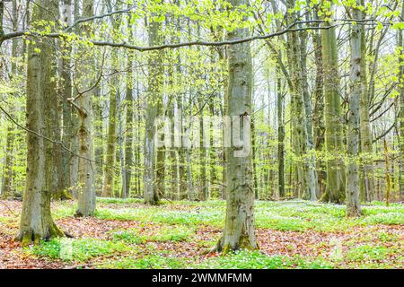 Ein beschaulicher schwedischer Wald im Frühling, mit Sonnenlicht, das durch die jungen, leuchtend grünen Blätter auf den Bäumen gefiltert wird. Der Waldboden ist mit bedeckt Stockfoto