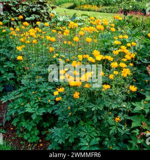 Helle gelbliche Blüten von Trollius x cultorum 'Commander in Chief', die im Blumenbeet in den Gärten von Bressingham im Juni 1990er Jahre anwachsen Stockfoto