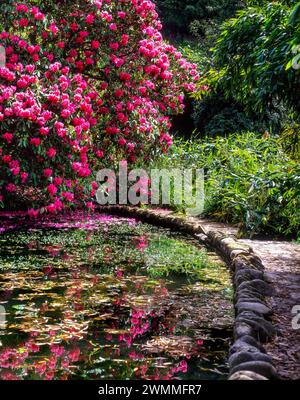 Dinky's Puddle Gartenteich mit rosa Rhododendron-Blüte wuchs in den 1990er Jahren in Trebah Gardens in Cornwall, England, Großbritannien Stockfoto