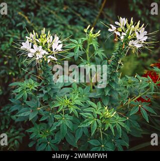 Großaufnahme von zwei Weißen Cleome Spinnenblumen, die im englischen Garten, England, Großbritannien, wachsen Stockfoto