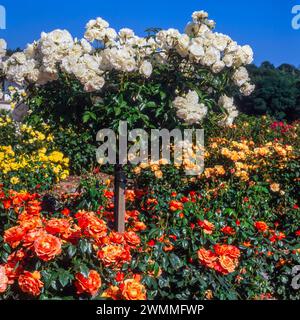 Spektakulärer farbenfroher Rosengarten in Rosemoor im Jahr 1996 mit Rosa „Fellowship“, „Iceberg“ und „Michael of Kent“ Rosen in voller Blüte. Stockfoto