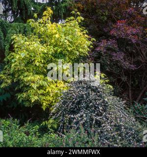 Acer Negundo elegans und Cotoneaster „Coral Beauty“ wachsen im englischen Garten im Juni, England, Großbritannien Stockfoto