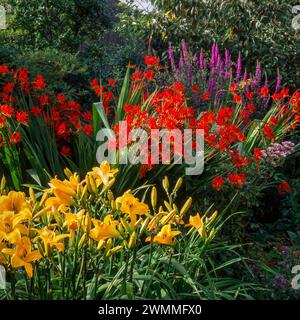 Gelbe Hemerocallis 'Chicago Sunrise' Lilienblüten mit roten Blüten von Crocosmia 'Lucifer' / Montbretia wächst in englischer Gartengrenze, England, Großbritannien Stockfoto