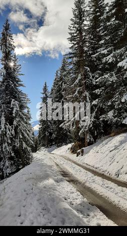 Blauer Himmel Wintertag in den Schweizer Alpen schneebedeckter Straßenweg durch bewaldete Landschaft hoch in den Penniner Alpen. Reise durch immergrünen Wald mit Schnee Stockfoto