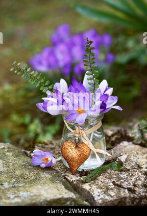 Frühlingsblumen-Arrangement mit violetten Krokusblüten in einer kleinen Glasvase mit rostigem Herzanhänger. Konzept für Gartendekor. Kopierbereich. Stockfoto