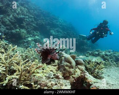 Gewöhnlicher Löwenfisch, Pterois volitans, ein einheimischer giftiger Fisch am Riff beim Tauchen auf der Insel Santa Ana, den Salomonen Stockfoto