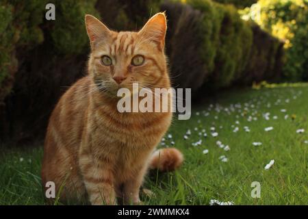 Porträt einer Ingwerkatze, die auf einer Frühjahrswiese sitzt und Gänseblümchen geradeaus starren. Konzept für Alarmjäger, schwere Katze, besessen Stockfoto