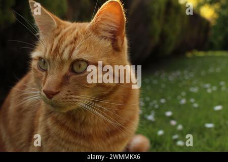 Porträt einer Ingwertabbykatze, die auf einer Frühlingswiese sitzt und Gänseblümchen in die Ferne starren. Konzept Komplementärfarben, ernster Alarm Stockfoto