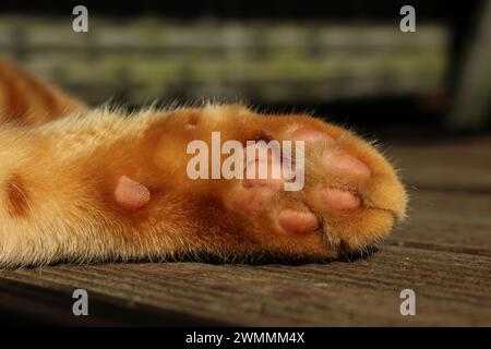 Nahaufnahme digitaler Ingwerkatzen-Pads, auch bekannt als Zehenbohnen, auch als Katzen- oder Katzenpfoten Stockfoto