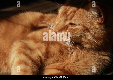 Niedlich, sonnenbaden, fauler Ingwertabby draußen auf der Veranda. Nahaufnahme künstlerisches Porträt einer Katze, die zur Seite schaut Stockfoto