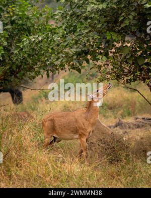 Wilde weibliche Nilgai oder Blaubullen oder Boselaphus tragocamelus größte asiatische Antilope asiens, die Blätter direkt vom Baum auf einer Waldsafari ernährt oder isst Stockfoto