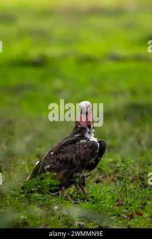 Rotgeier oder Sarkogyps calvus oder asiatischer König oder indischer Schwarzgeier in natürlichem, landschaftlich schönen grünen Hintergrund während der Saison-Safari in Bandhavgarh Stockfoto