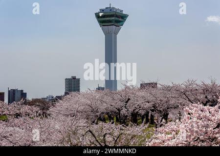 Wunderschöne rosa Sakura (Kirschblüte) im Goryakaku Park auf der nordjapanischen Insel Hokkaido Stockfoto