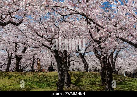 Menschen, die die schöne Frühlingszeit Sakura (Kirschblüte) genießen, blühen an einem sonnigen Tag im Goryokaku Park Stockfoto