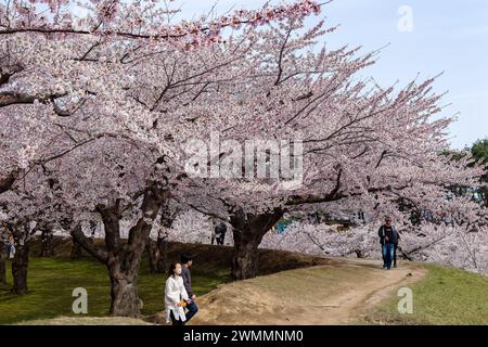 Wunderschöne rosa Sakura (Kirschblüte) im Goryakaku Park auf der nordjapanischen Insel Hokkaido Stockfoto