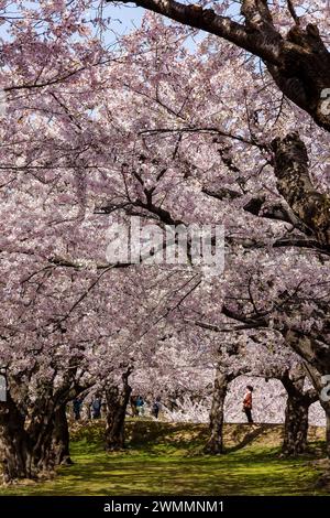 Menschen, die die schöne Frühlingszeit Sakura (Kirschblüte) genießen, blühen an einem sonnigen Tag im Goryokaku Park Stockfoto