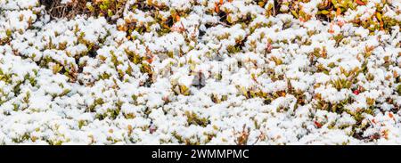 Blick von oben auf die bergige Landschaft des ländlichen Geländes mit trockenem gelbem Gras bedeckt mit frischem weißen Schneefall bei sonnigem Tageslicht. Das Goldene Stockfoto