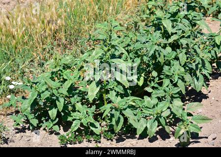 Rotwurzelschwein (Amaranthus retroflexus) ist ein einjähriges Kraut, das im tropischen Amerika beheimatet und auf den meisten anderen Kontinenten naturalisiert ist. Dieses Foto wurde von mir gemacht Stockfoto