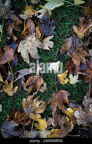 Trockene braune Herbstblätter, die vom Baum auf grasbewachsenen Boden gefallen sind Stockfoto