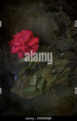 Minimalistisches Stillleben mit einer roten Rosenknospe, einem Stiel und Blättern, die in einen dunklen Schlamm entsorgt werden Stockfoto