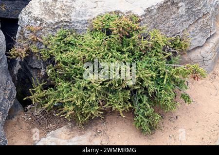 Suaeda vera (Suaeda vera) ist ein halophiler Sträucher, der in den Mänteln des Mittelmeerbeckens und der atlantikküste Portugals, Frankreichs und Südbrikens beheimatet ist. Thi Stockfoto