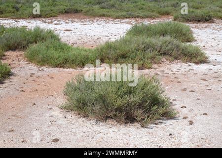 Suaeda vera (Suaeda vera) ist ein halophiler Sträucher, der in den Mänteln des Mittelmeerbeckens und der atlantikküste Portugals, Frankreichs und Südbrikens beheimatet ist. Thi Stockfoto