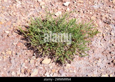 Suaeda vera (Suaeda vera) ist ein halophiler Sträucher, der in den Mänteln des Mittelmeerbeckens und der atlantikküste Portugals, Frankreichs und Südbrikens beheimatet ist. Thi Stockfoto