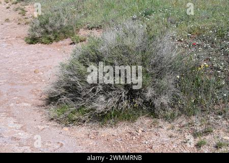 Suaeda vera (Suaeda vera) ist ein halophiler Sträucher, der in den Mänteln des Mittelmeerbeckens und der atlantikküste Portugals, Frankreichs und Südbrikens beheimatet ist. Thi Stockfoto