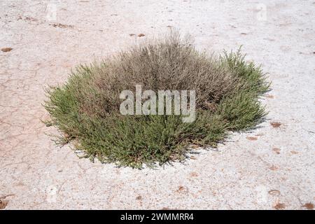 Suaeda vera (Suaeda vera) ist ein halophiler Sträucher, der in den Mänteln des Mittelmeerbeckens und der atlantikküste Portugals, Frankreichs und Südbrikens beheimatet ist. Thi Stockfoto