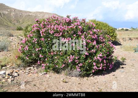 Adelfa (Nerium oleander) ist ein giftiger Sträucher, der im Mittelmeerraum und in Asien beheimatet ist. Dieses Foto wurde im Naturpark Cabo de Gata in Almeria, Anda aufgenommen Stockfoto