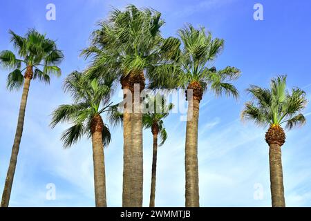 Washingtonia filifera ist eine aus Kalifornien (USA) und Baja California (Mexiko) stammende Palme. Stockfoto