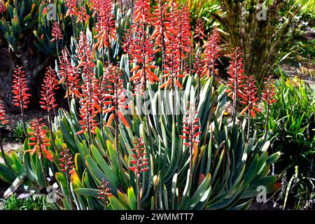 Fan Aloe (Kumara plicatilis oder Aloe plicatilis) ist eine in Südafrika heimische saftige Pflanze. Blühende Pflanze. Stockfoto