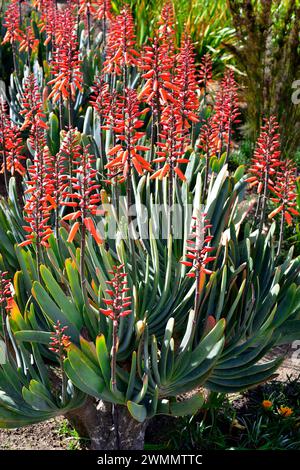 Fan Aloe (Kumara plicatilis oder Aloe plicatilis) ist eine in Südafrika heimische saftige Pflanze. Blühende Pflanze. Stockfoto